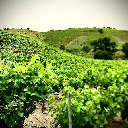 Au Cœur Des Vignes De