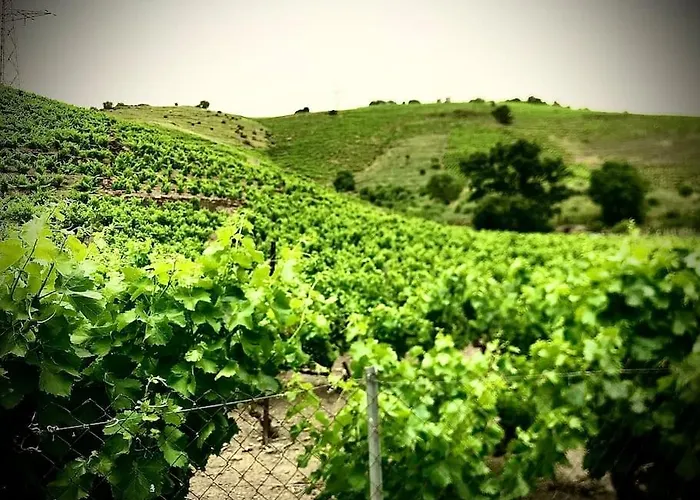 Sejour Au Coeur Des Vignes De